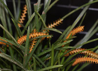 Dendrochilum-Orchid-wenzelii