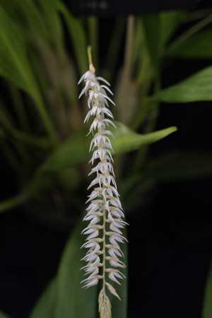 Dendrochilum glumaceum Flower