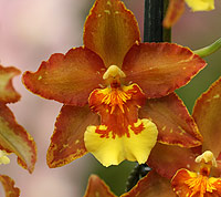 Oncidium Orchid Flower