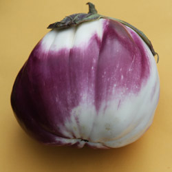 Eggplant melanzana prosperosa