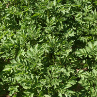 Potato Plants Growing