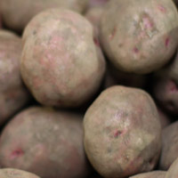 Pontiac Potato