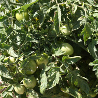 Roma Tomatoes grown from seed