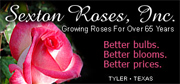 Bare root rose bushes