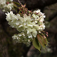 Prunus serrulata widely used in gardens in japan