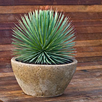 Plant Pot with texture plant