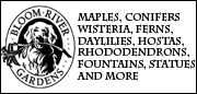 Conifers from Bloom River Nursery