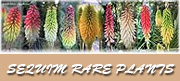 Sequim Rare Plants