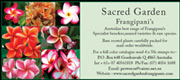 Frangipani from Sacred Garden Frangipani