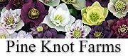 Pine Knot Farms Hellebores and Perennials