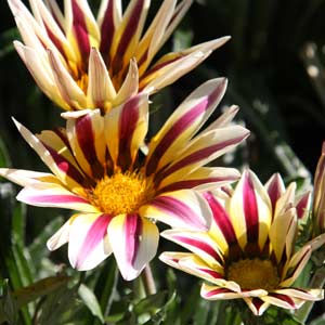 Gazania Flower