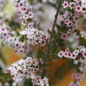 Heaths And Heather Nurseries Online Usa Heaths And Heathers