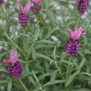 Lavandula stoechas