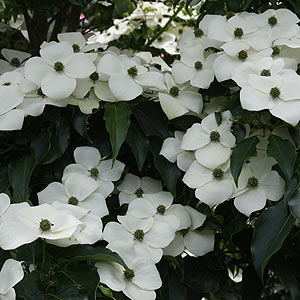 Spring Flowering Cornus