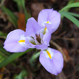 Algerian Iris