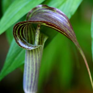 Himalayan Cobra Lily Arisaema consanguineum