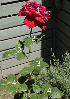 deadheading roses deadheading roses