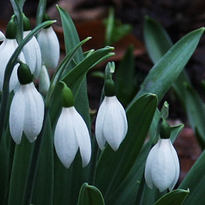 Galanthus Bulbs Or Snowdrops For Sale Online Nurseries Online Usa