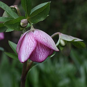 Hellebore Plants And Flowers Nurseries Online Hellebore Plants