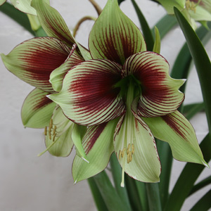 Hippeastrum xpapilio