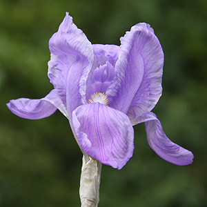 Iris Pallida Variegata Care And Plants For Iris Pallida Variegata