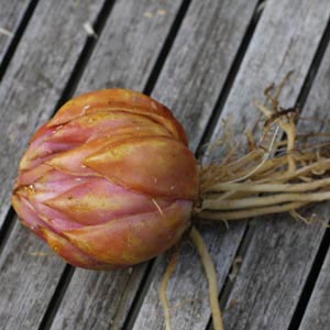 Healthy lilium bulb ready to plant