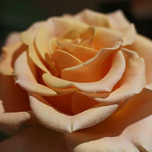 Marilyn Monroe - A modern hybrid tea rose