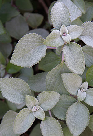 Plectranthus argentatus The Silver-Leaf-Plectranthus