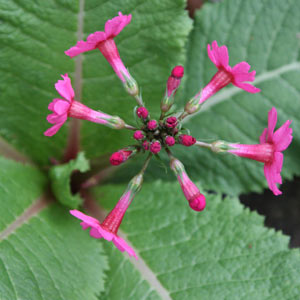 primula  japonica pink pagoda