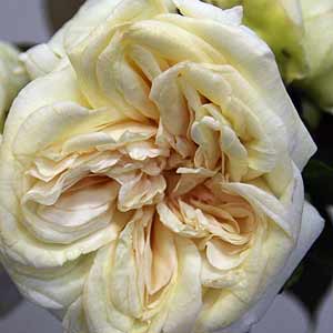 Devoniensis an early hybrid tea rose