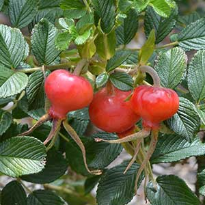 Rugosa Rose -Rose Hips