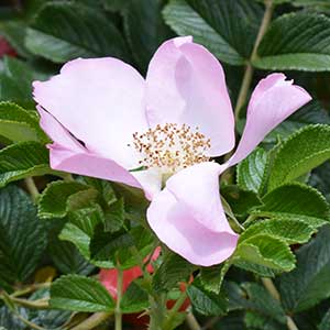 Rugosa Rose