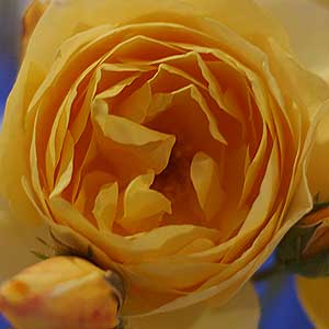 Teasing Georgia - David Austin Rose