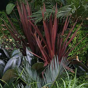 Tropical Garden Plants For Online Nurseries Usa Plants To Create A Tropical Garden