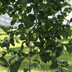 Wire Garden Trellis