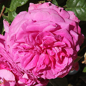 Young Lycidas - David Austin Rose