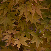 Acer palmatum 'Sango Kaku'