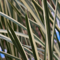 Acorus gramineus 'variegatus'