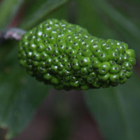 Arisaema consanguineum seed pod
