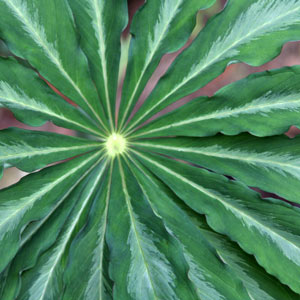 Arisaema consanguineum
