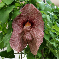 ARISTOLOCHIA GIGANTEA