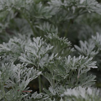 Artemisia Powis Castle