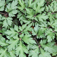 Artemisia lactifolia