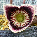 Asarum Flower