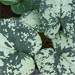 Asarum Foliage