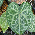 Asarum Plant Foliage