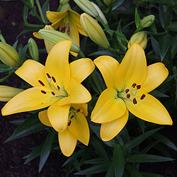Asiatic Lilium Yellow Flower