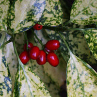 Aucuba Japonica