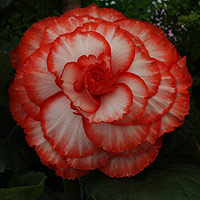 Begonia flower