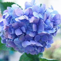 Blue Hydrangea Flower